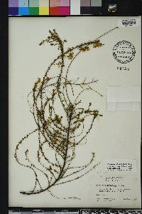 Ceanothus microphyllus image