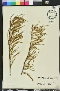 Taxodium ascendens image