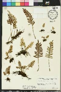 Pleopeltis polypodioides image