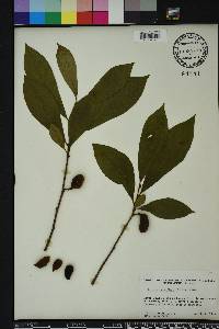 Asimina parviflora image