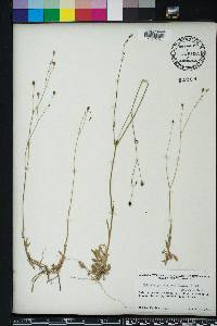 Wahlenbergia marginata image