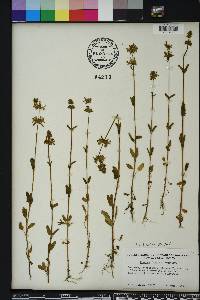 Stachys floridana image