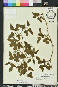 Smilax tamnoides image