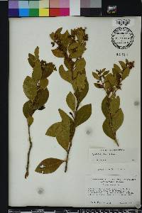 Lyonia lucida image