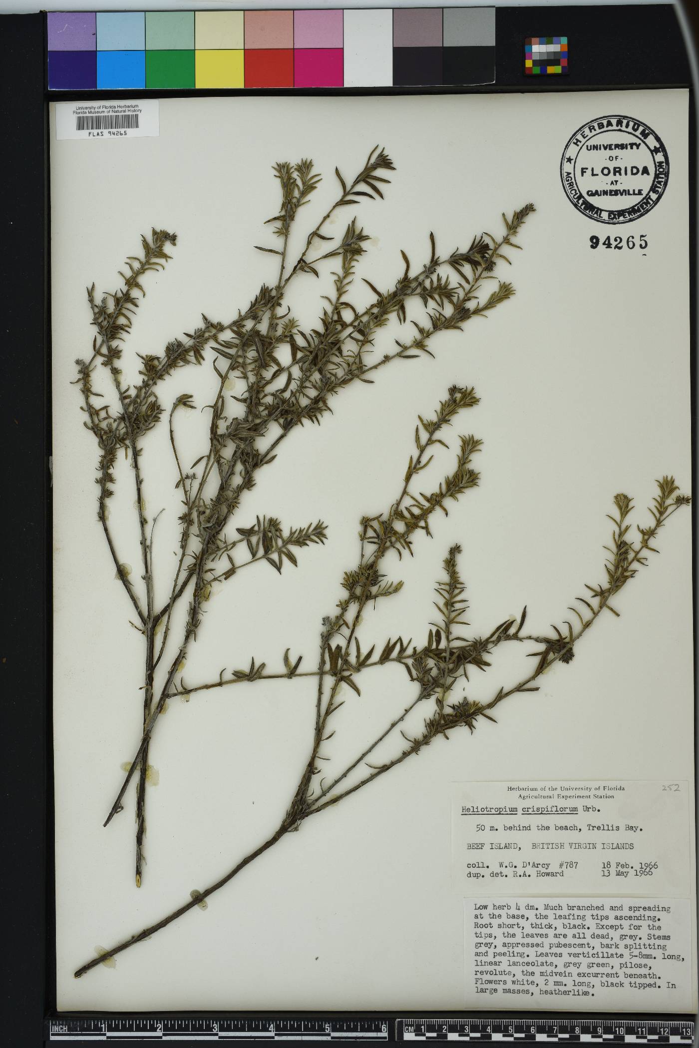 Euploca microphylla image