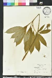 Arisaema dracontium image