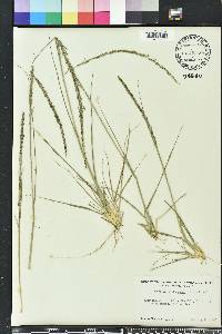 Sporobolus indicus image