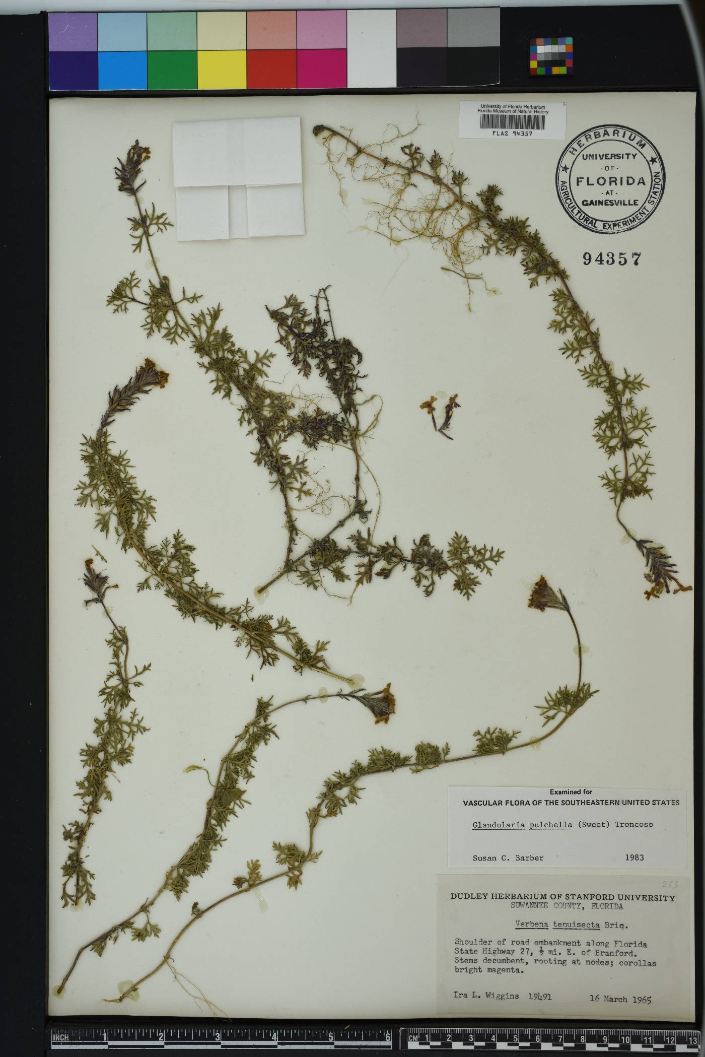 Glandularia aristigera image