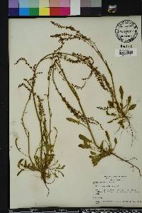 Rumex hastatulus image