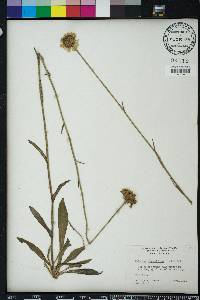 Helenium pinnatifidum image