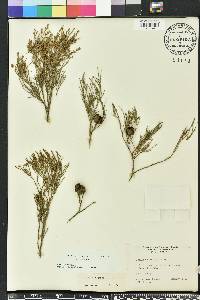 Callitris glaucophylla image