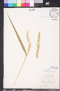 Echinochloa walteri image