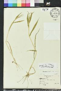 Urochloa ramosa image