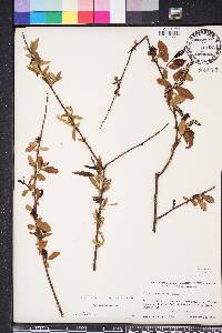 Salix caroliniana image