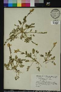 Corydalis micrantha image