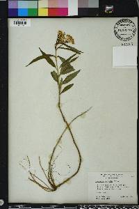 Asclepias perennis image