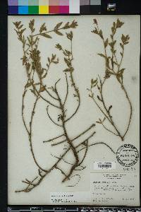 Oenothera humifusa image