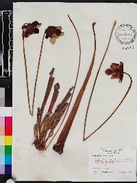 Sarracenia rubra image