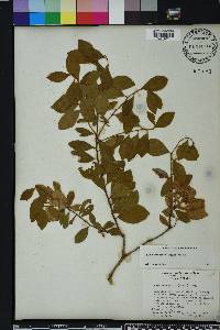 Lyonia ferruginea image