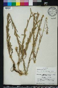 Oenothera simulans image