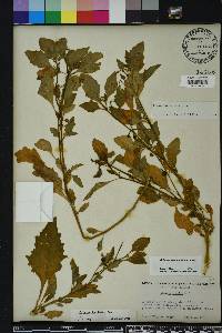 Solanum pseudogracile image