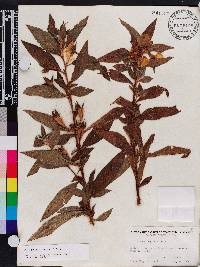 Ludwigia peruviana image