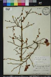 Vaccinium fuscatum image