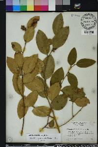 Leucothoe axillaris image