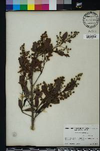 Conocarpus erectus image