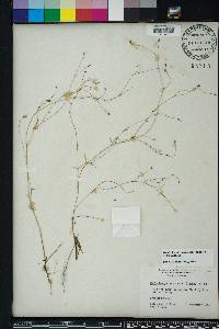 Wahlenbergia marginata image