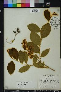 Lyonia mariana image