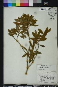 Lyonia ferruginea image