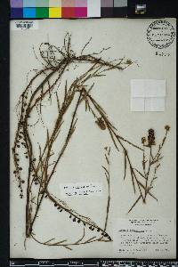 Ludwigia suffruticosa image