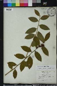 Leucothoe axillaris image