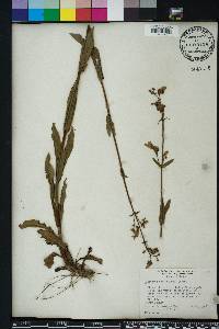 Penstemon multiflorus image