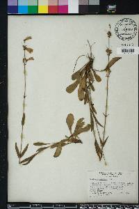 Penstemon australis image