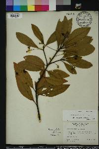 Persea palustris image