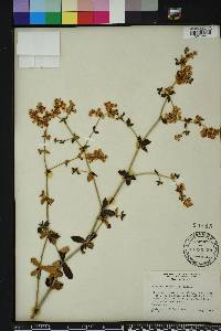 Eriogonum tomentosum image