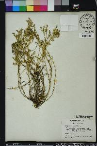 Polypremum procumbens image