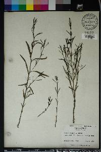 Striga gesnerioides image