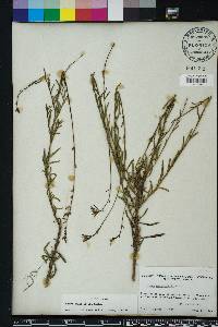 Oenothera simulans image