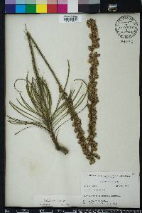 Liatris tenuifolia image