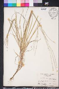 Digitaria villosa image