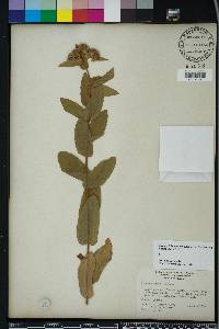 Pluchea baccharis image
