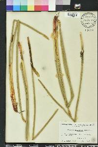 Eleocharis equisetoides image