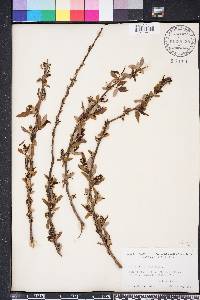 Salix caroliniana image