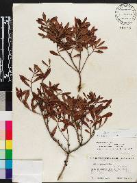 Myrica cerifera image