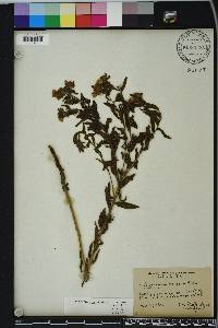 Lithospermum caroliniense image