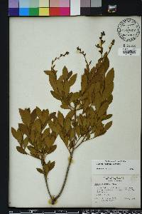 Bejaria racemosa image