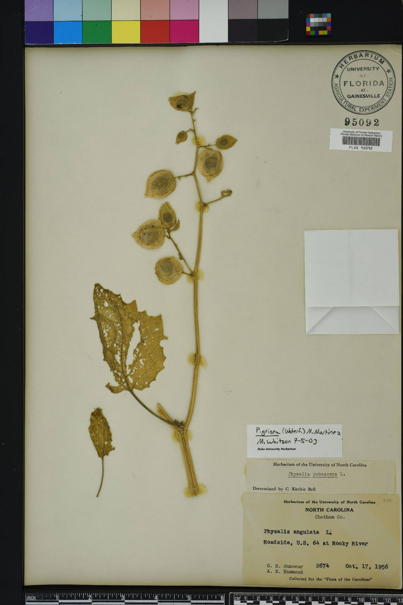 Physalis grisea image